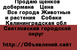 Продаю щенков добермана › Цена ­ 45 000 - Все города Животные и растения » Собаки   . Калининградская обл.,Светловский городской округ 